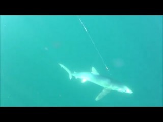 * Blue Shark – Trip Report