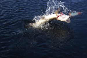 pike (16)