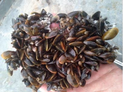 Seed Mussel